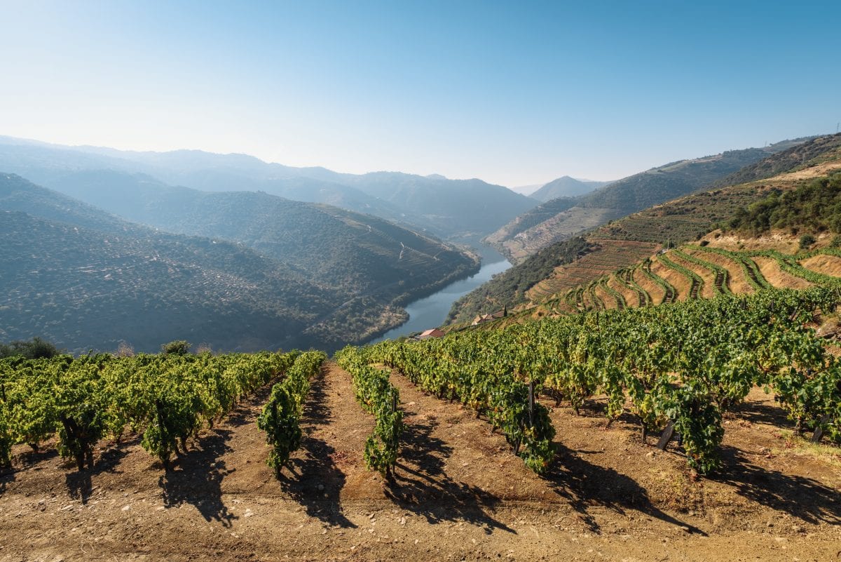 Os vinhedos no Vale Douro, Portugal.jpg
